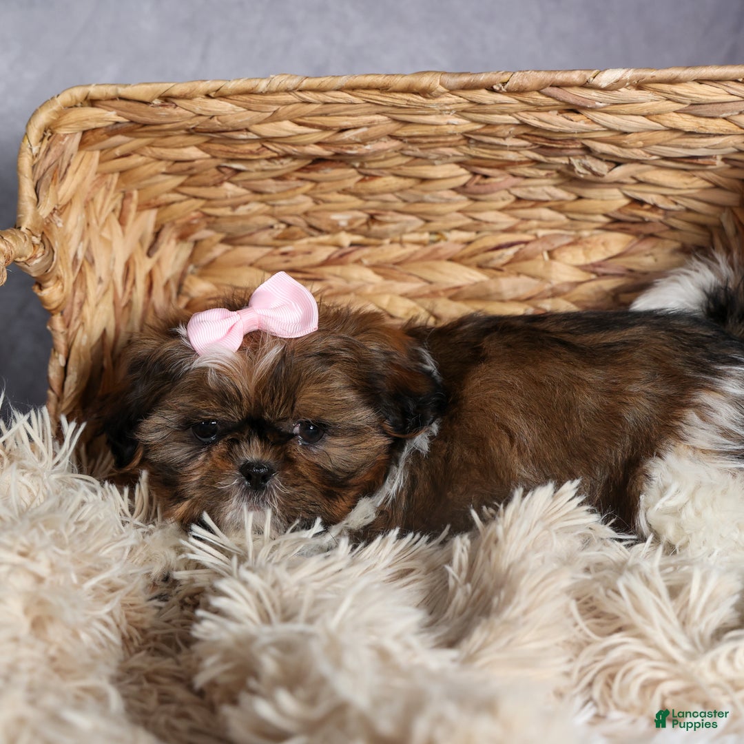 Shih Tzu dogs for sale: OAKLEY - Ad 12
