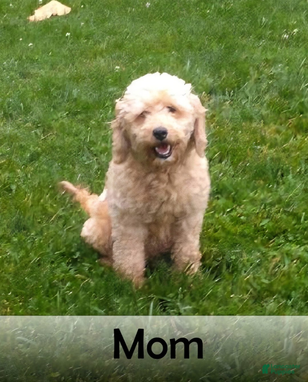 Goldendoodle dogs for sale: Archie - Ad 6