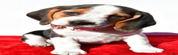 Beagle dogs for sale: Mae - Ad 7