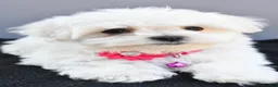 Maltese dogs for sale: Hailey - Ad 6