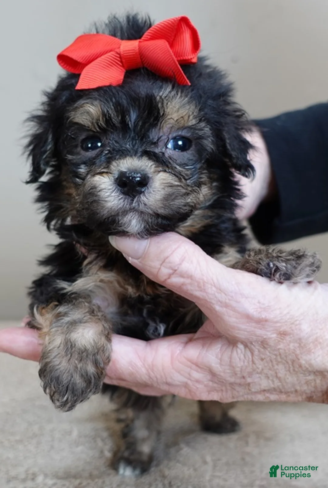 Maltipoo dogs for sale: Zircon - Ad 9