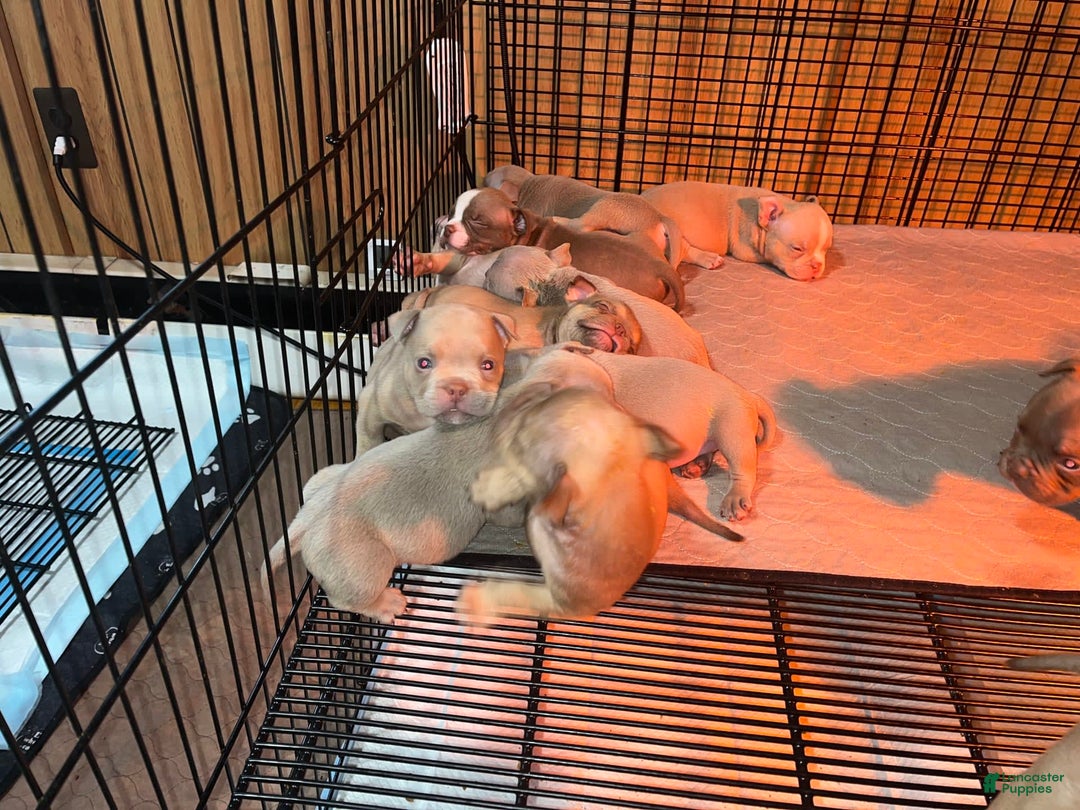 Gallery Image {{count}}