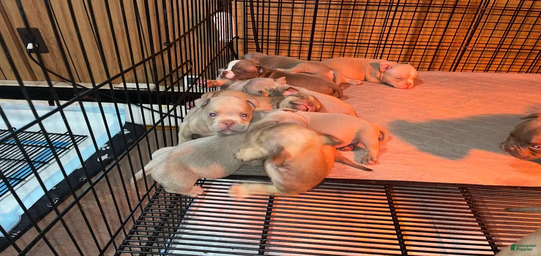 Gallery Image {{count}}