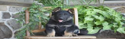German Shepherd dogs for sale: Mason - Ad 1