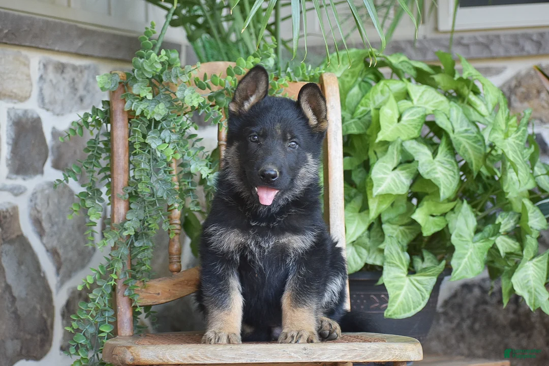 German Shepherd dogs for sale: Mason - Ad 1
