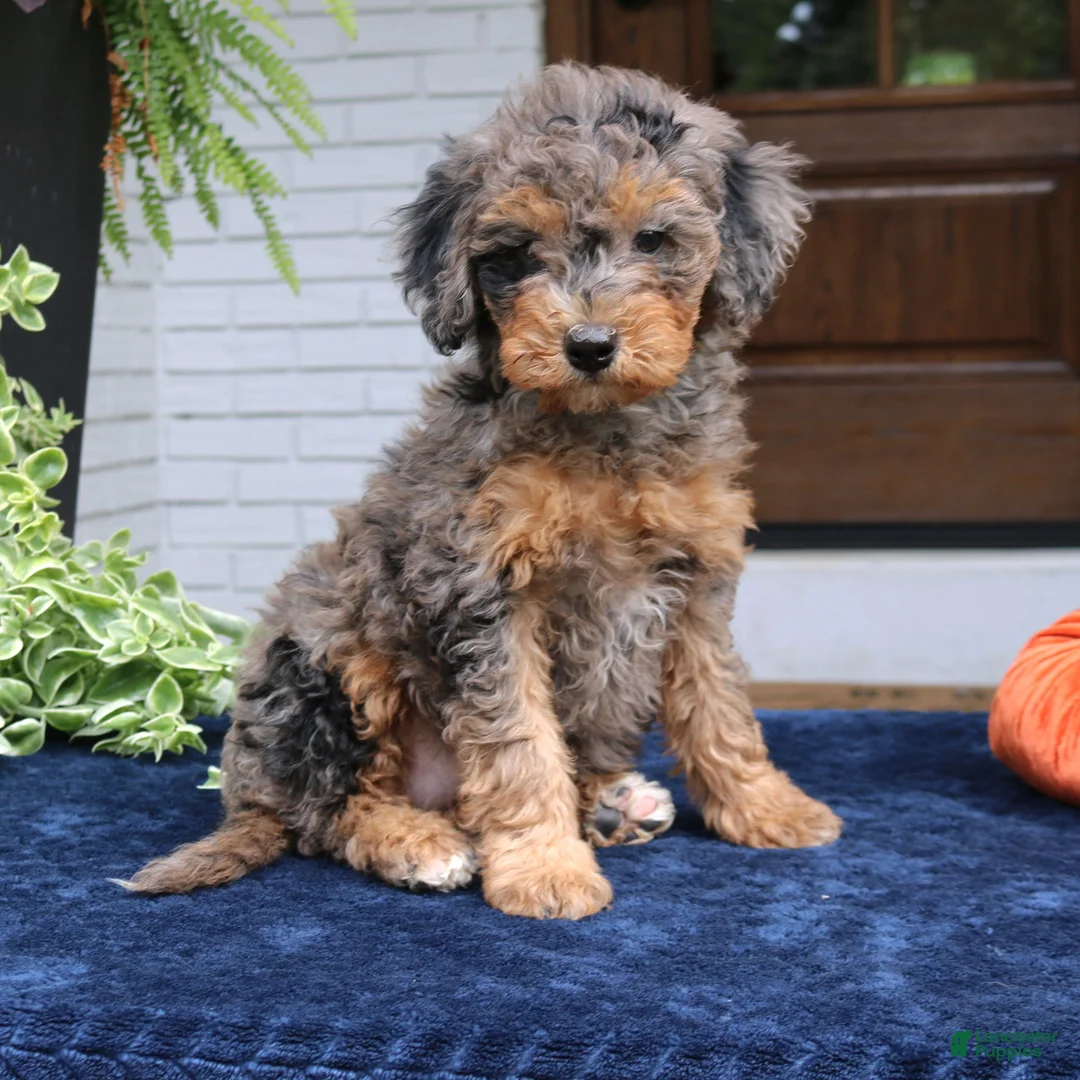 Mini Bernedoodle dogs for sale: Mary  - Ad 4