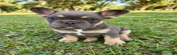 French Bulldog dogs for sale: Teddy - Ad 1