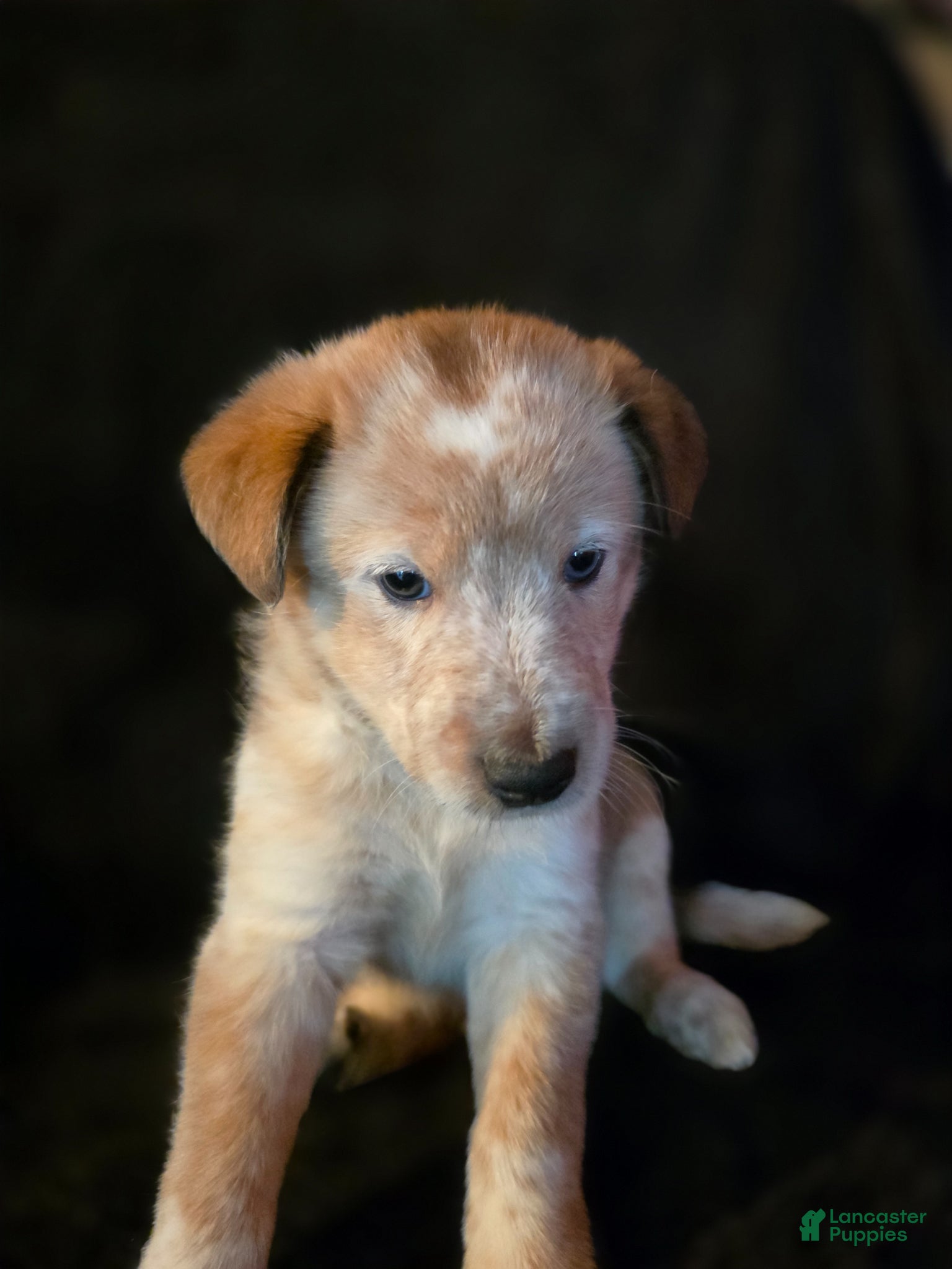 Mixed Breed dogs for sale: Skully - Ad 3