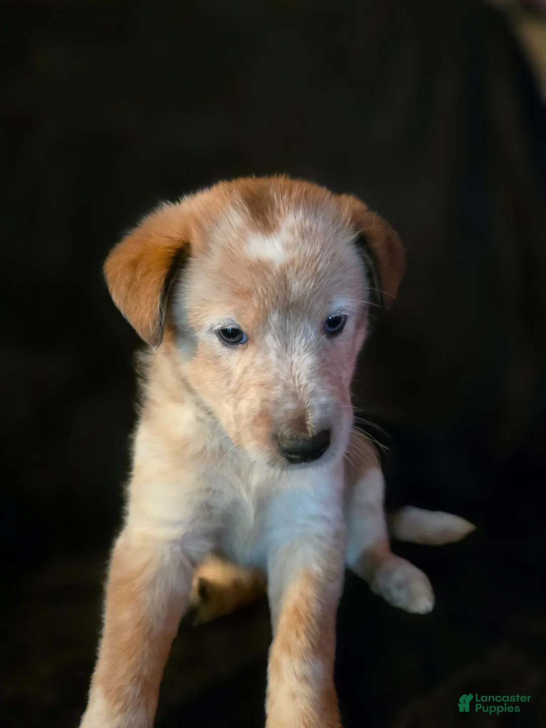 Mixed Breed dogs for sale: Skully - Ad 1
