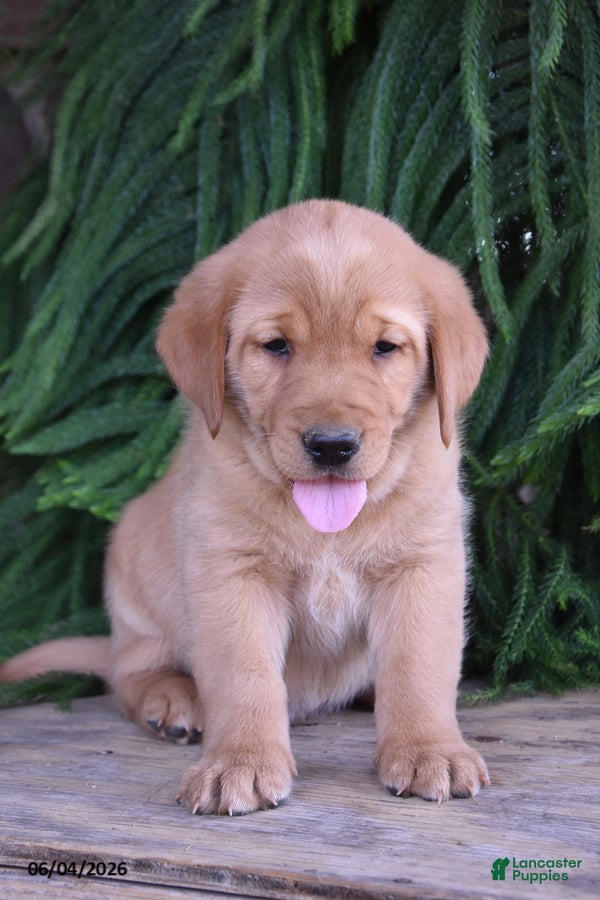 Goldador dogs for sale: Dutton - Ad 2