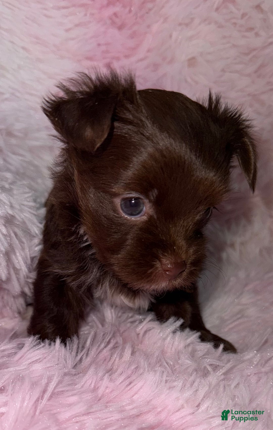 Yorkshire Terrier dogs for sale: Baby - Ad 4