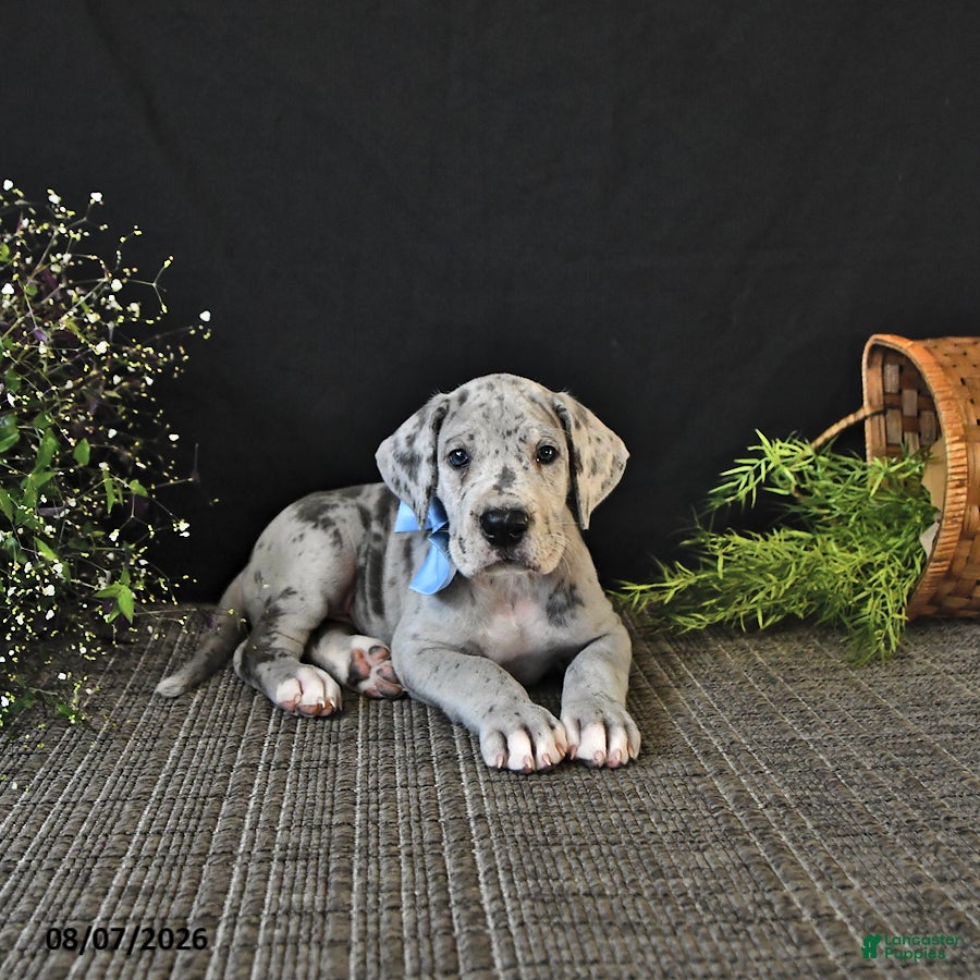 Great Dane dogs Bo  - Ad 1