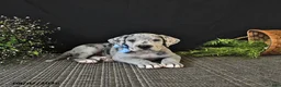Great Dane dogs for sale: Bo  - Ad 1