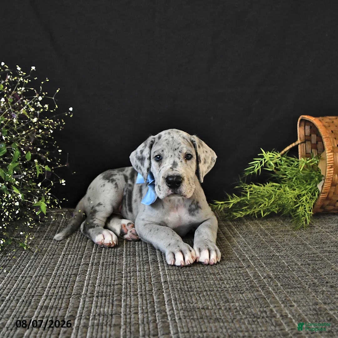 Great Dane dogs for sale: Bo  - Ad 1
