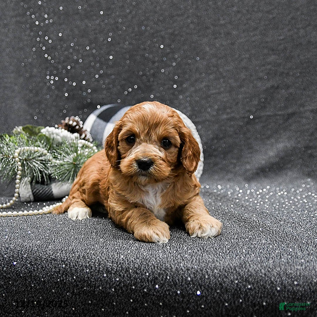 Cavapoo dogs for sale: Paisley - Ad 4