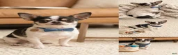 Chihuahua dogs for sale: Chihuahua 1 - Ad 10