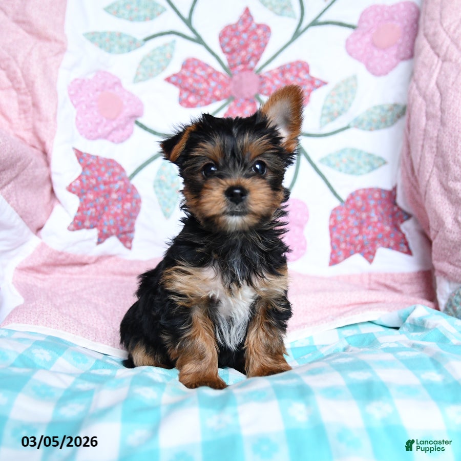 Yorkshire Terrier dogs Cela - Ad 1