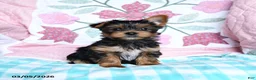 Yorkshire Terrier dogs for sale: Cela - Ad 1