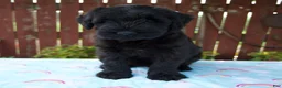 Giant Schnauzer dogs for sale: Lucas - Ad 5