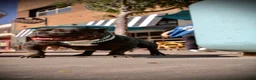 American Bully dogs for sale: American Bully 6 - Ad 2
