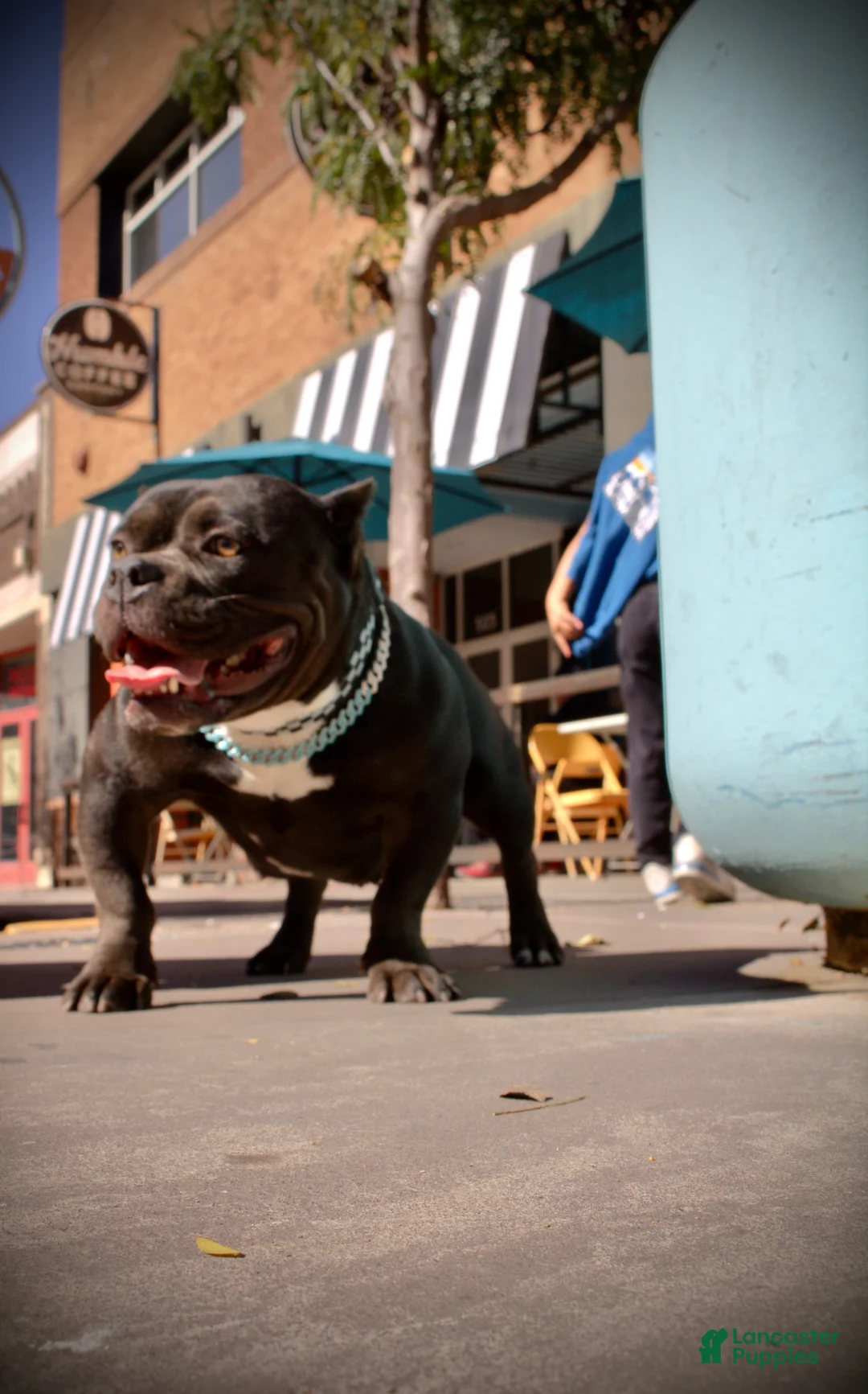 American Bully dogs for sale: American Bully 6 - Ad 2