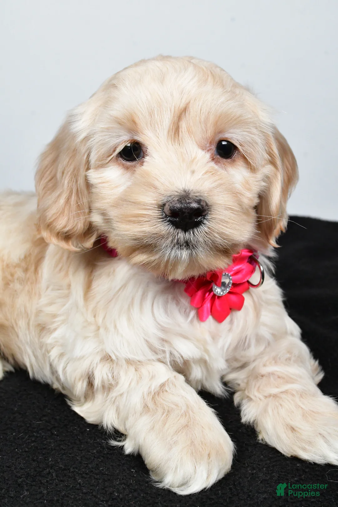 Cockapoo dogs for sale: Pearl - Ad 3
