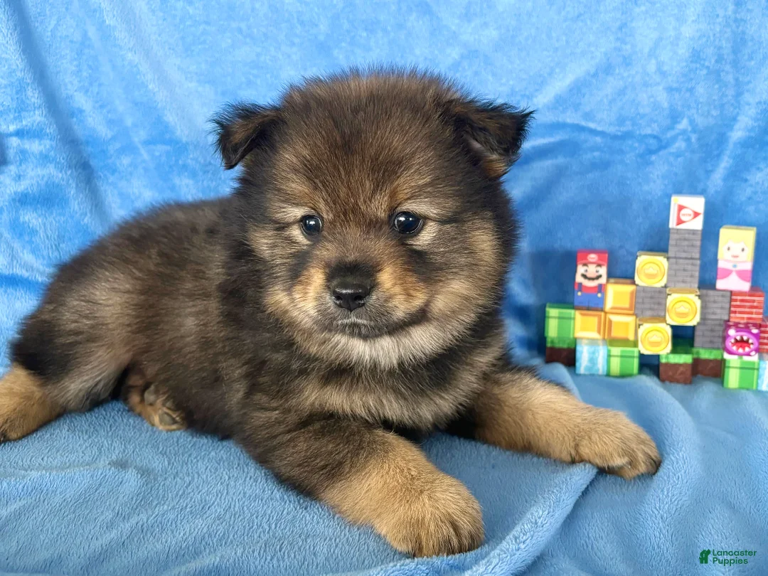 Mixed Breed dogs for sale: Yoshi - Ad 1