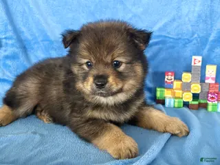 Mixed Breed dogs for sale: Yoshi - Ad 2