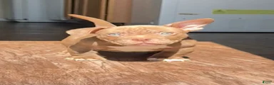 Trippie Redd