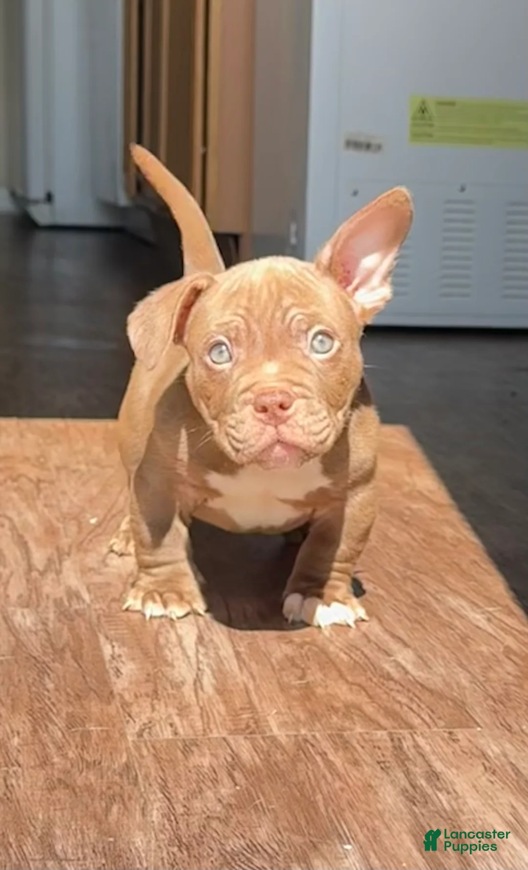 American Bully dogs for sale: Trippie Redd - Ad 1