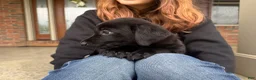 Labrador Retriever dogs for sale: Remi - Ad 3