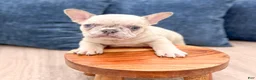 French Bulldog dogs for sale: Asher - Ad 2