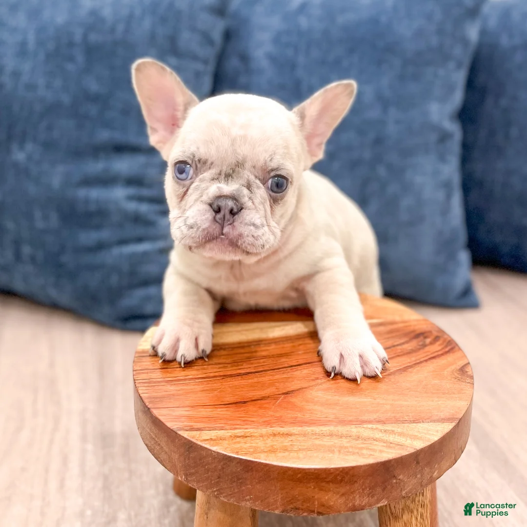 French Bulldog dogs for sale: Asher - Ad 2