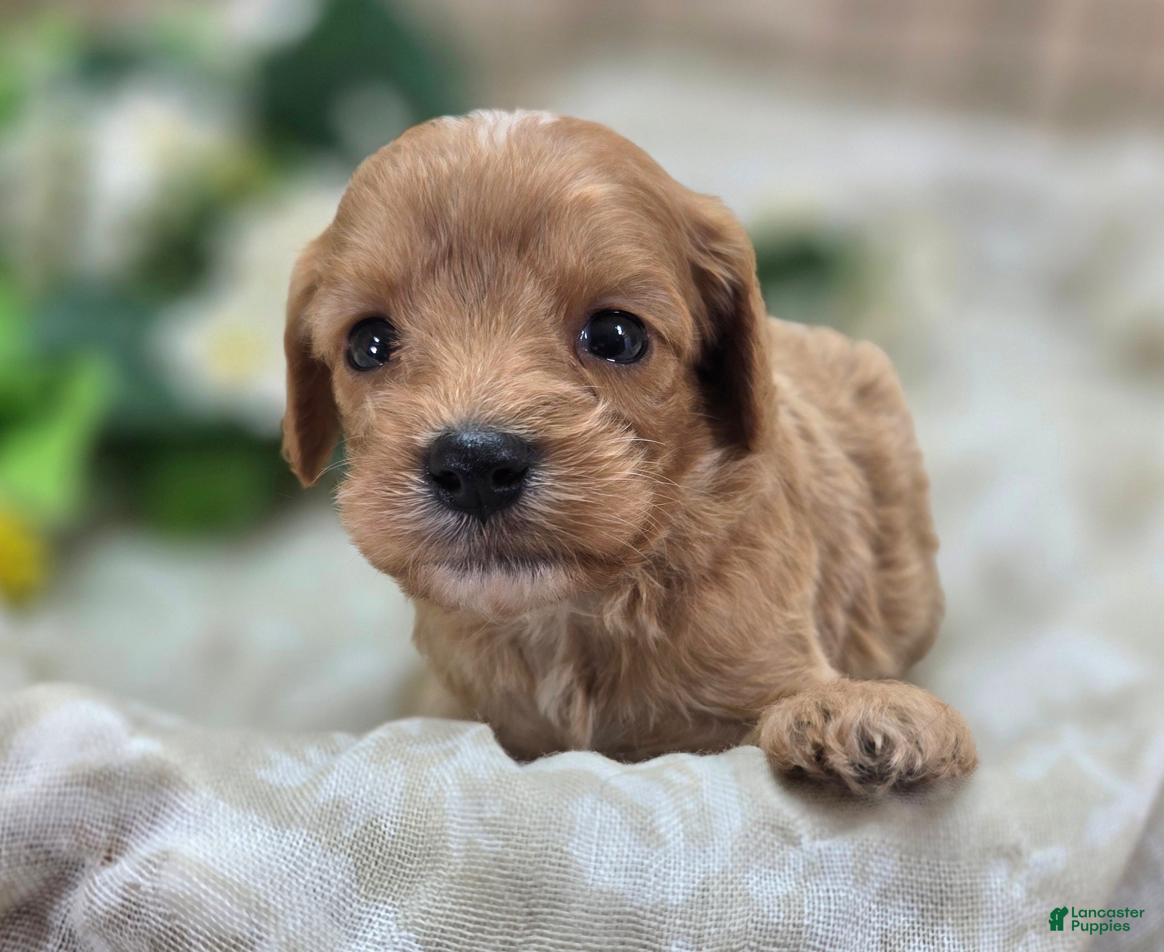 Cavapoo dogs Miles - Ad 19
