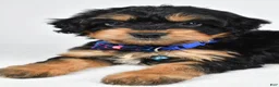 Mixed Breed dogs for sale: Tate - Ad 9