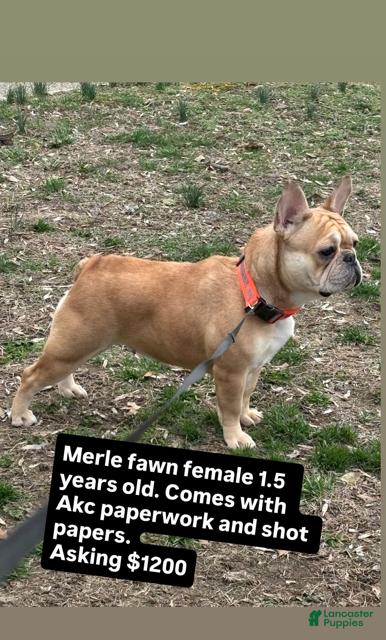 French Bulldog dogs French Bulldog 1 - Ad 29