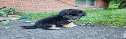 Bichpoo dogs for sale: Ember  - Ad 4