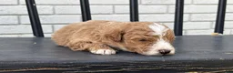 Mini Goldendoodle dogs for sale: Daniel - Ad 2