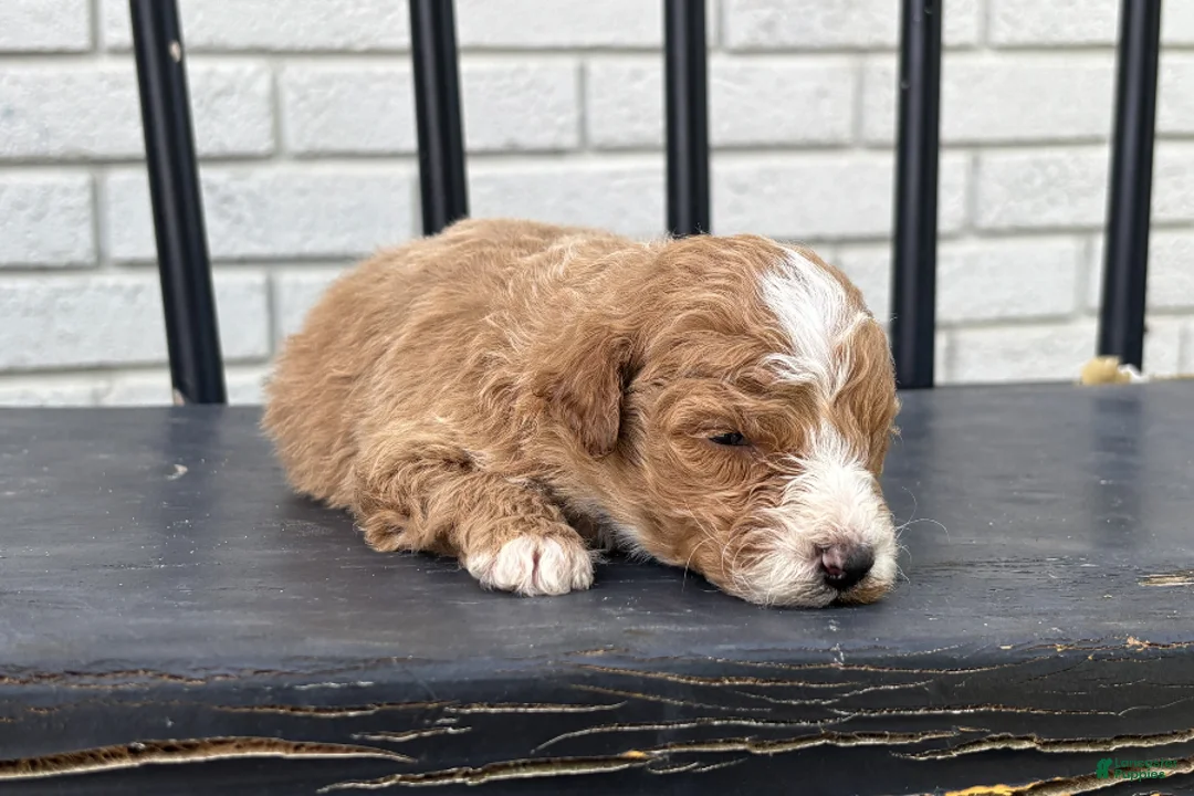 Mini Goldendoodle dogs for sale: Daniel - Ad 2