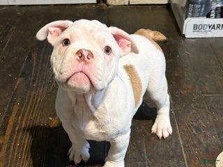 American Bully dogs American Bully Puppy 2 - Ad 37