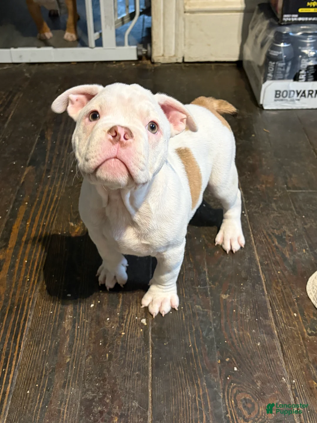 American Bully dogs for sale: Meatball - Ad 1
