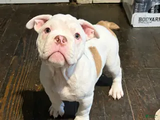 American Bully dogs Meatball - Ad 24