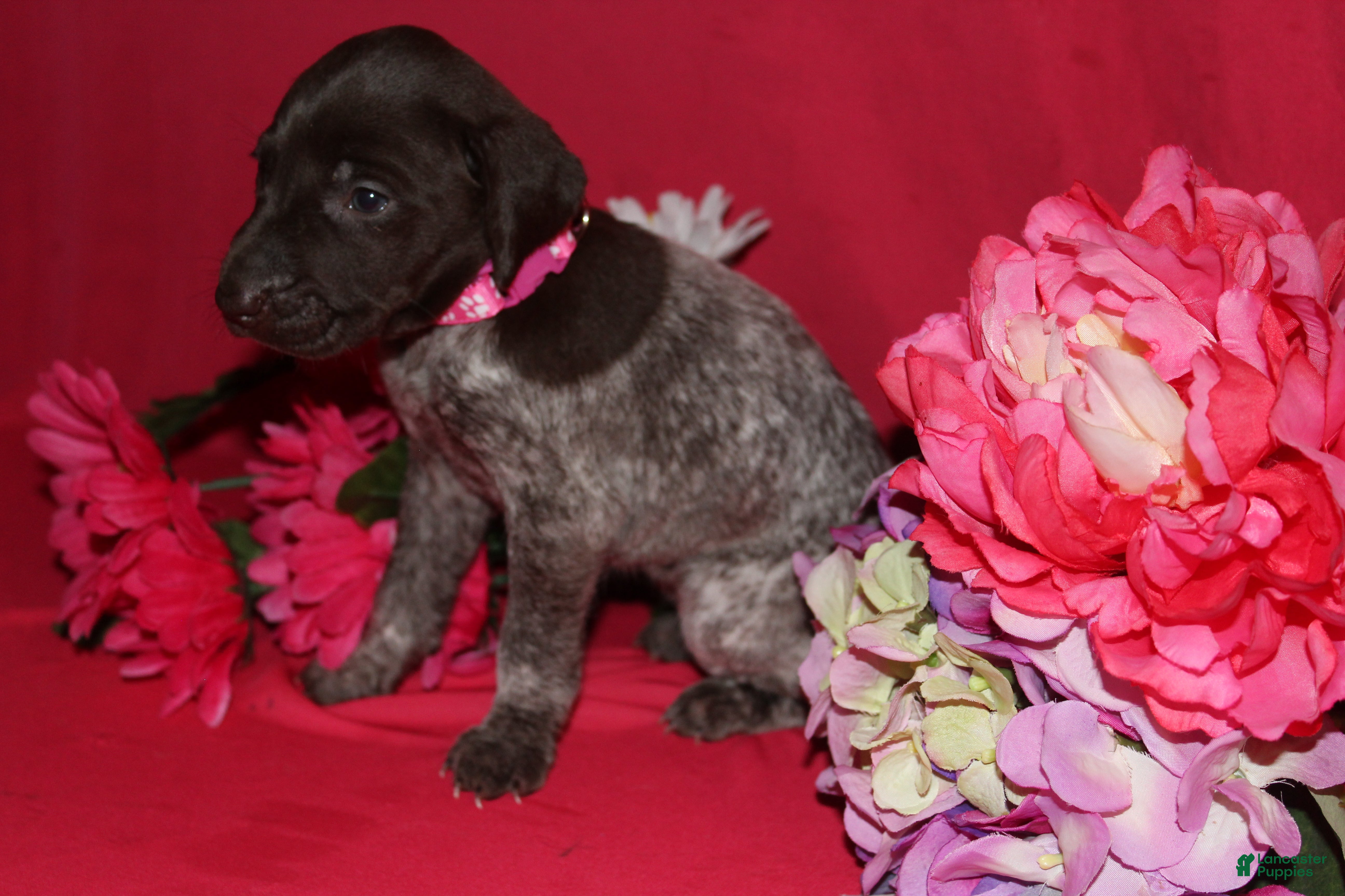 German Shorthaired Pointer dogs Gina - Ad 2