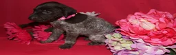 German Shorthaired Pointer dogs for sale: Gina - Ad 2