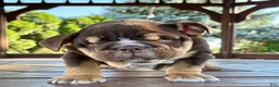 English Bulldog dogs for sale: Rolo - Ad 10