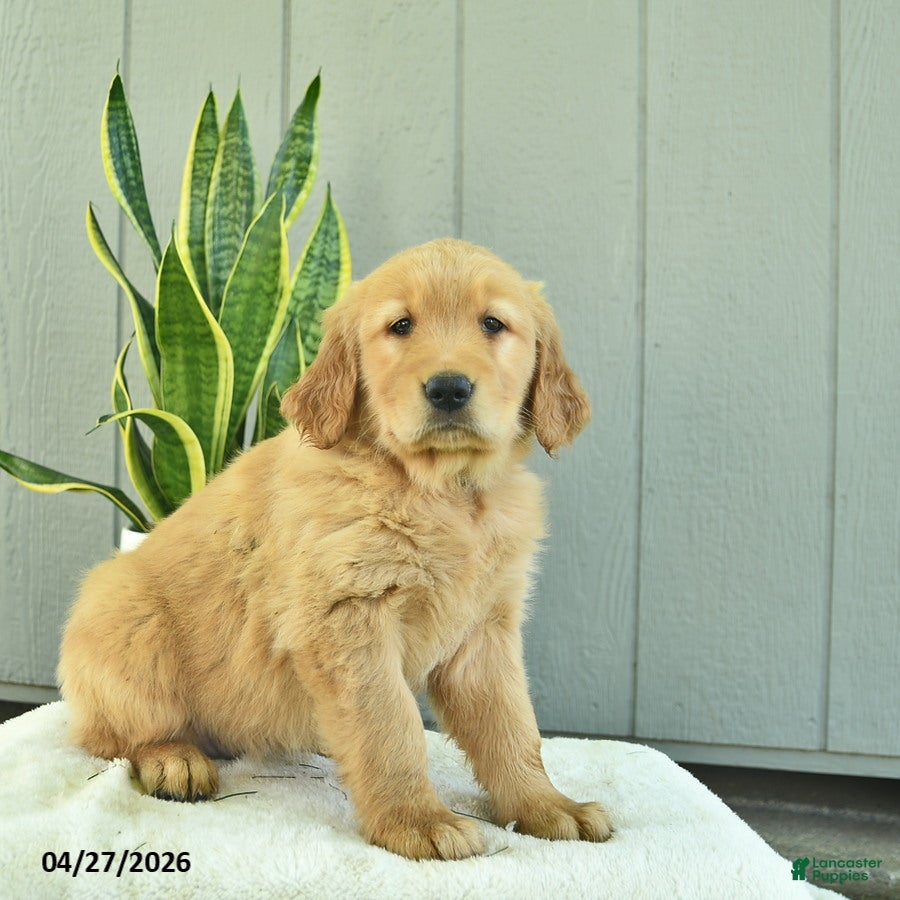 Golden Retriever dogs Hazelnut  - Ad 1