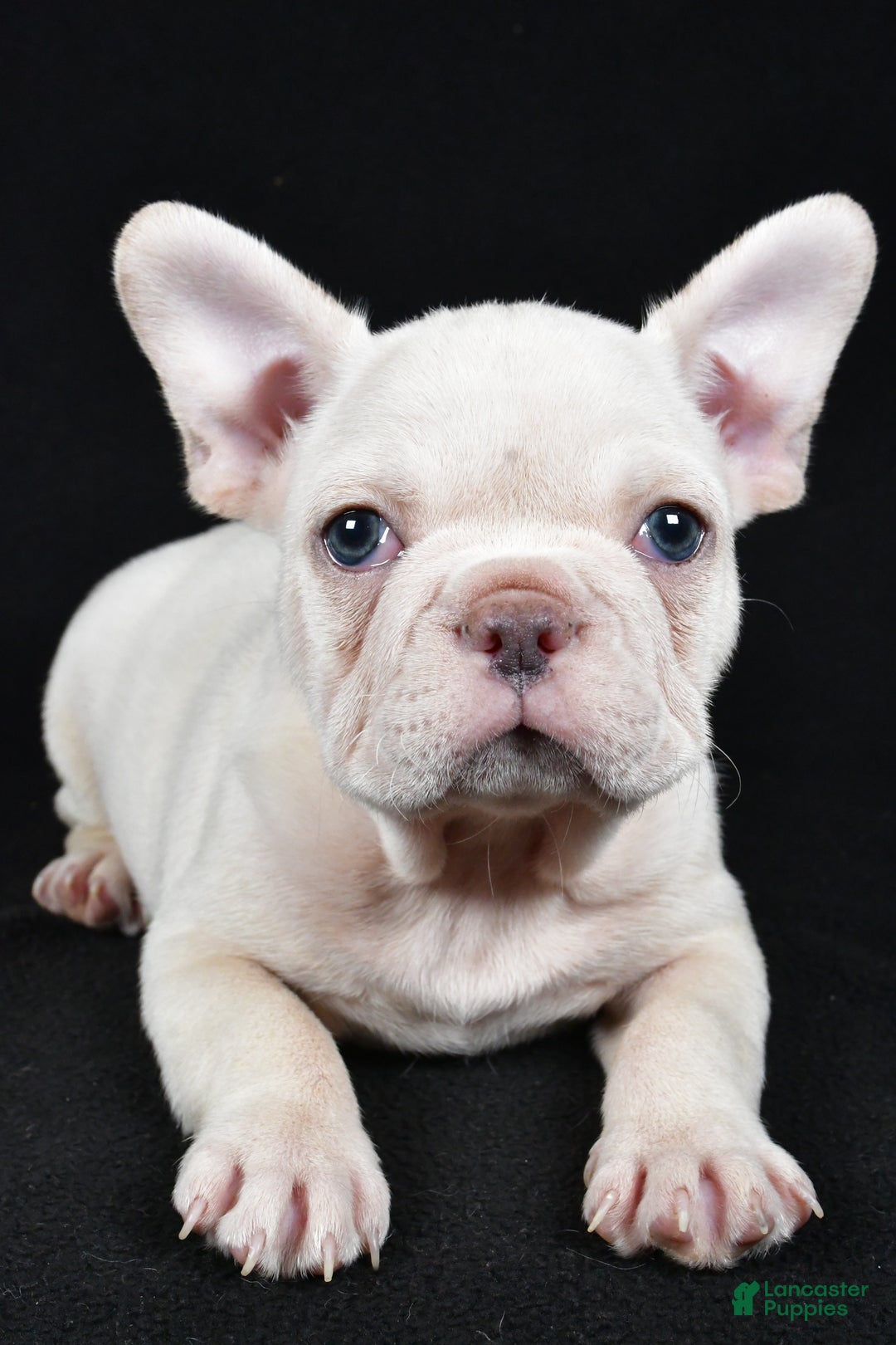 French Bulldog dogs for sale: Rudolph - Ad 2