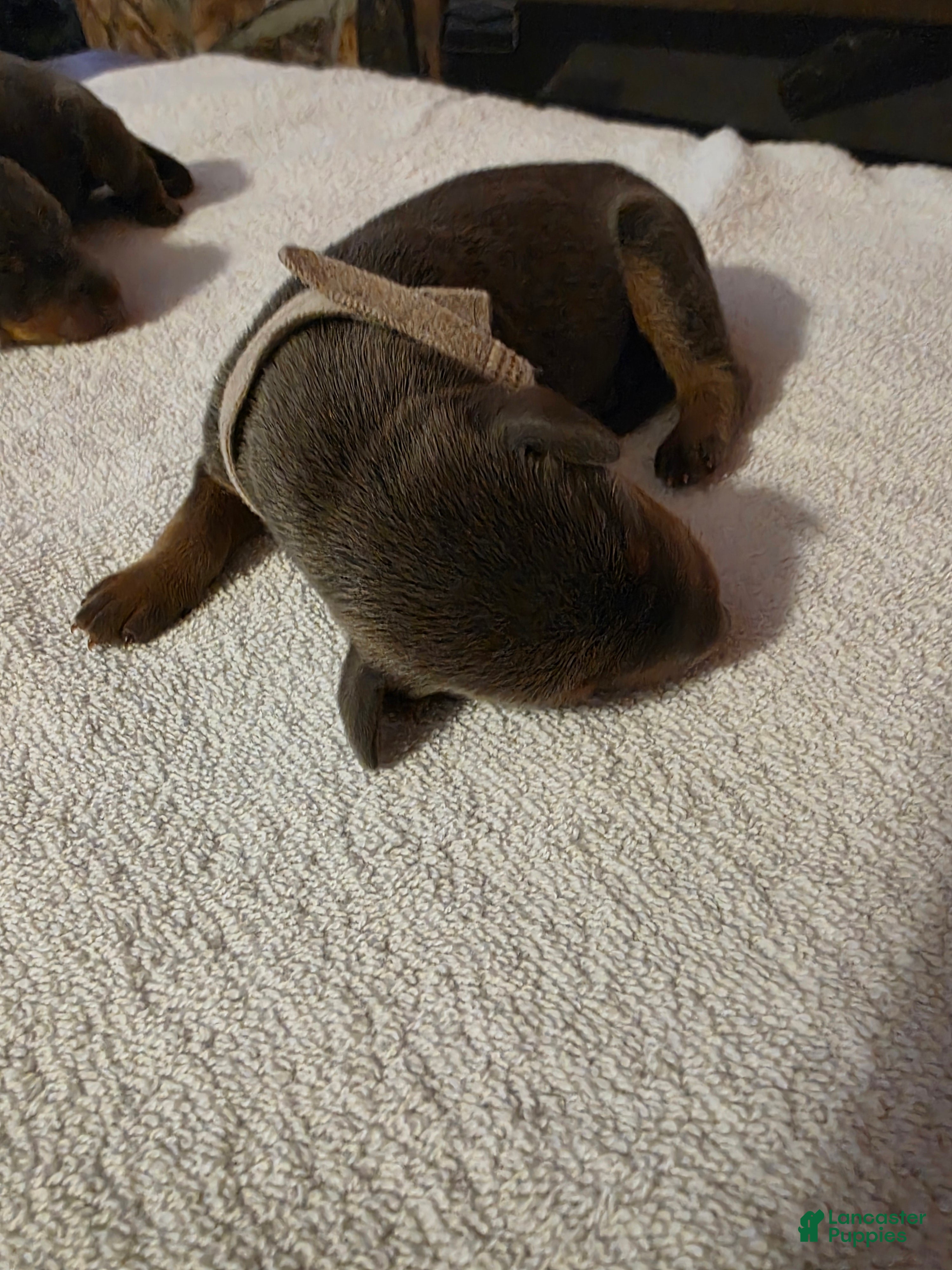 Doberman Pinscher dogs Doberman Pinscher Puppy 2 - Ad 30