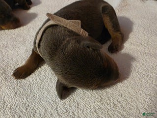 Doberman Pinscher dogs Doberman Pinscher Puppy 2 - Ad 37