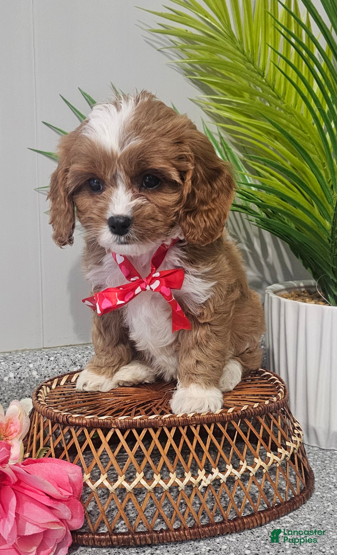 Cavapoo dogs for sale: Lil Shiloh  - Ad 5